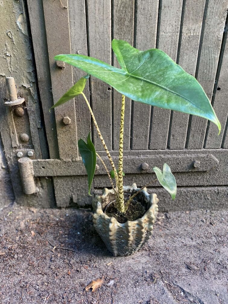 alocasia-zebrina_10x45-0.jpg Zdjęcie rośliny Alocasia Zebrina, ujęcie 1