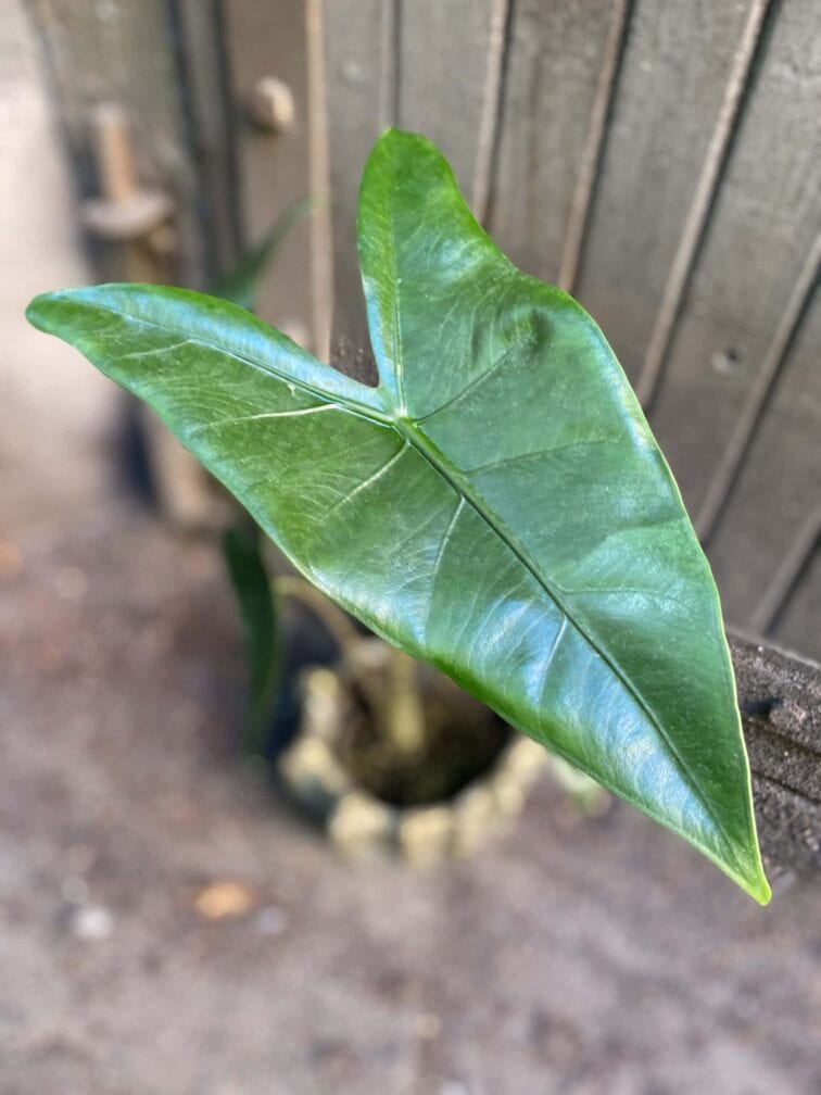 Zdjęcie rośliny Alocasia Zebrina, ujęcie 2