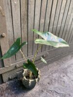Zdjęcie rośliny Alocasia Zebrina, ujęcie 3
