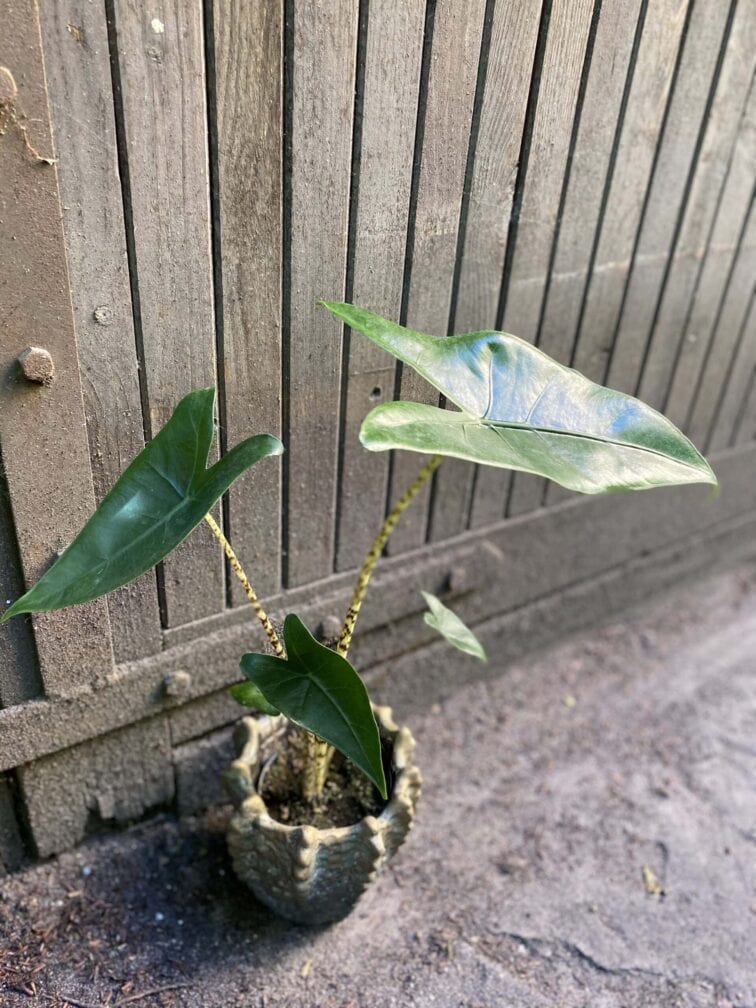 Zdjęcie rośliny Alocasia Zebrina, ujęcie 3