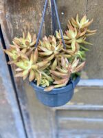 Zdjęcie rośliny Sedum nussbaumerianum, ujęcie 1