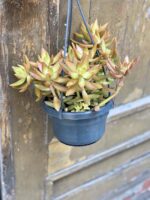 Zdjęcie rośliny Sedum nussbaumerianum, ujęcie 2