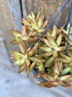 Zdjęcie rośliny Sedum nussbaumerianum, ujęcie 3