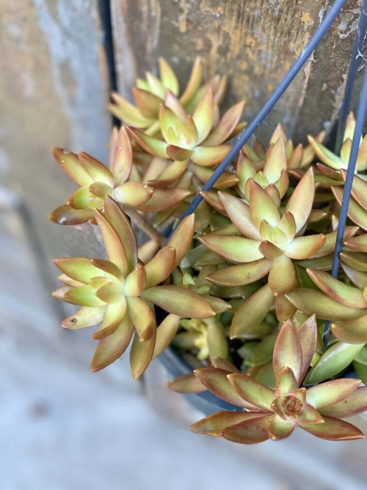 Zdjęcie rośliny Sedum nussbaumerianum, ujęcie 3