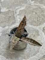 Zdjęcie rośliny Sansevieria cylindrica Star Canyon Granite, ujęcie 1