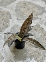 Zdjęcie rośliny Sansevieria cylindrica Star Canyon Granite, ujęcie 2