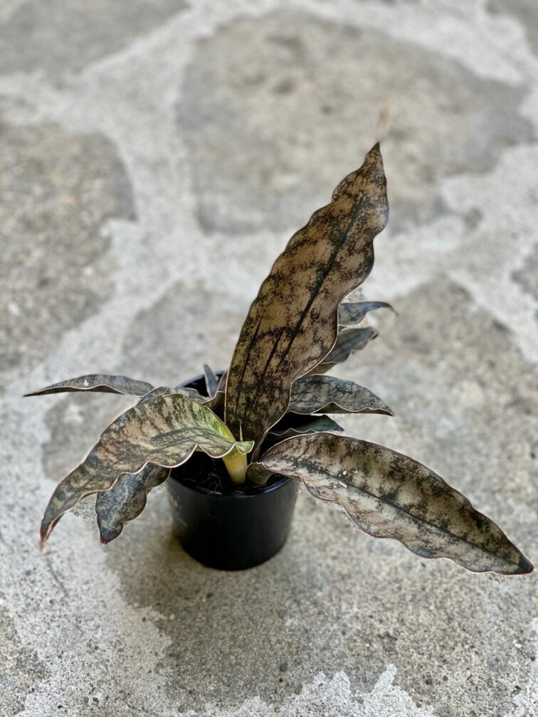 Zdjęcie rośliny Sansevieria cylindrica Star Canyon Granite, ujęcie 2