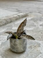 Zdjęcie rośliny Sansevieria cylindrica Star Canyon Granite, ujęcie 3