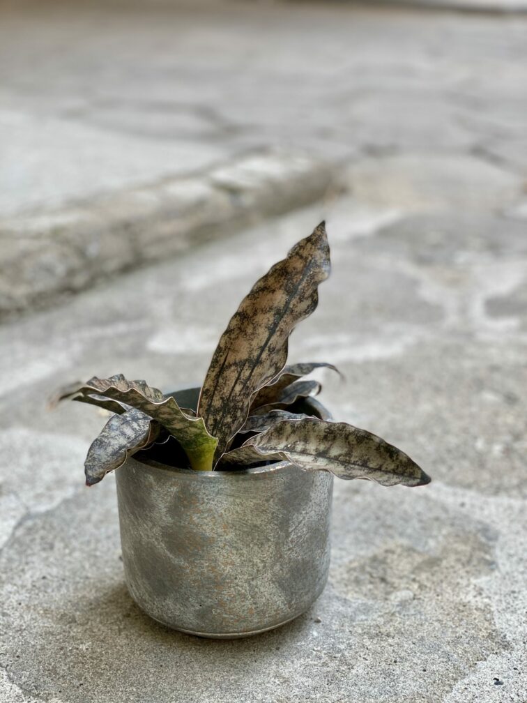 Zdjęcie rośliny Sansevieria cylindrica Star Canyon Granite, ujęcie 3