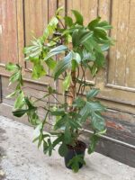 Zdjęcie rośliny Philodendron Florida Green, ujęcie 1