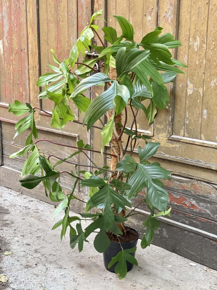 Zdjęcie rośliny Philodendron Florida Green, ujęcie 1