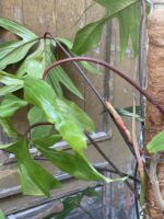 Zdjęcie rośliny Philodendron Florida Green, ujęcie 2