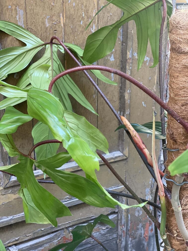 Zdjęcie rośliny Philodendron Florida Green, ujęcie 2
