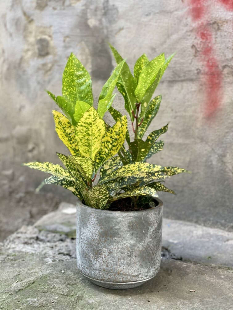 Zdjęcie rośliny Codiaeum variegatum "Golden Dust", ujęcie 1