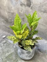 Zdjęcie rośliny Codiaeum variegatum "Golden Dust", ujęcie 2
