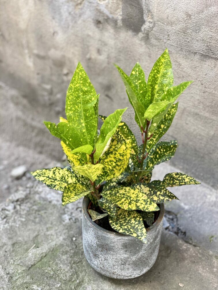 Zdjęcie rośliny Codiaeum variegatum "Golden Dust", ujęcie 2