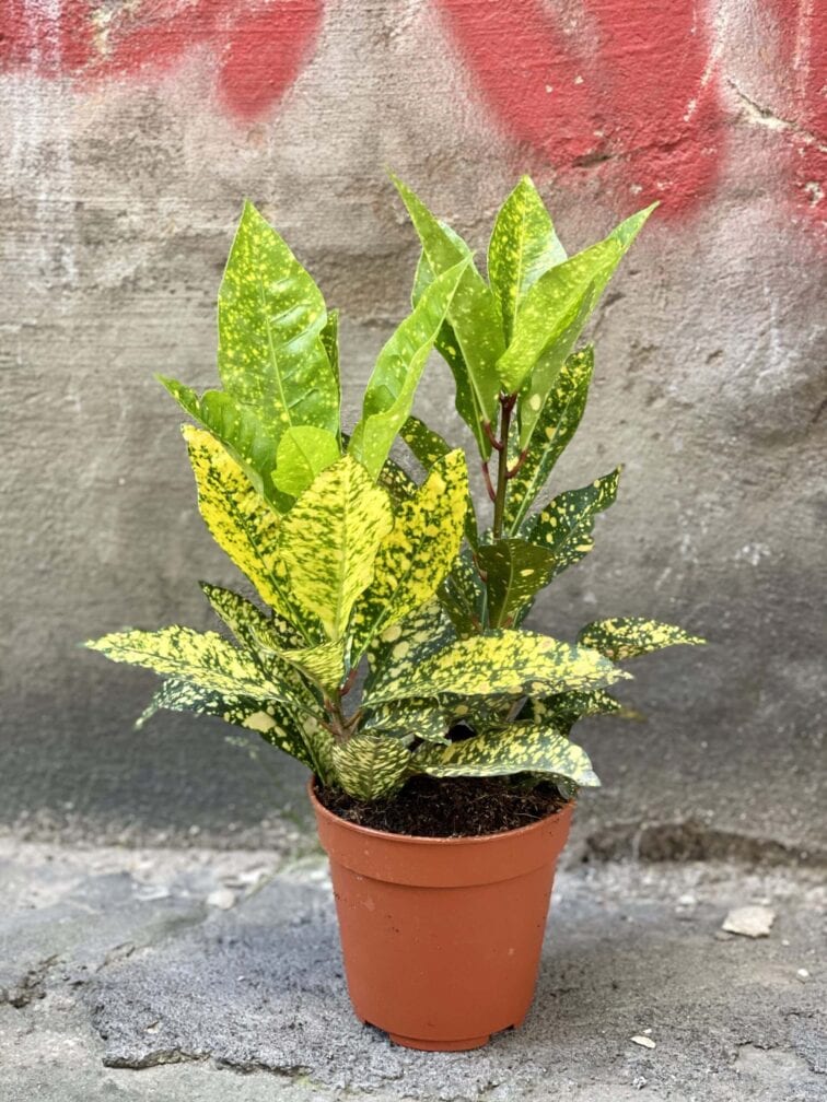 Zdjęcie rośliny Codiaeum variegatum "Golden Dust", ujęcie 3