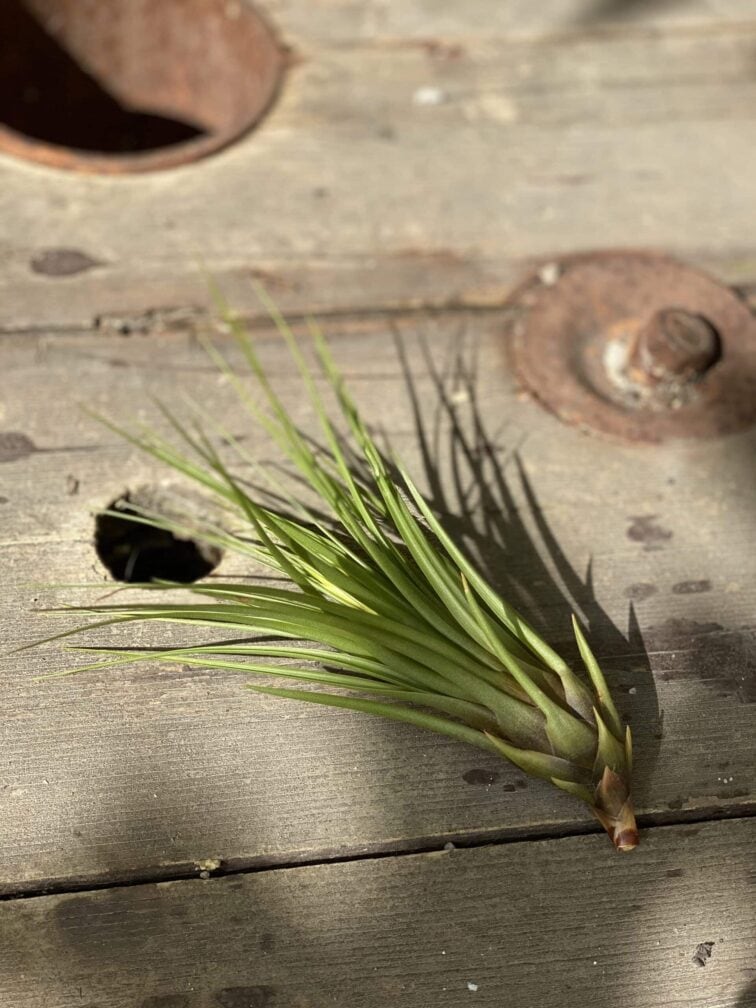 tillandsia-melanocrater_10x15-0.jpg Zdjęcie rośliny Tillandsia melanocrater, ujęcie 1