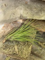 Zdjęcie rośliny Tillandsia melanocrater, ujęcie 2