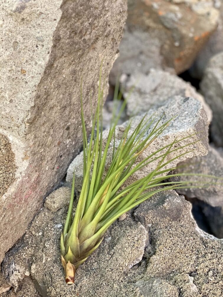 Zdjęcie rośliny Tillandsia melanocrater, ujęcie 3