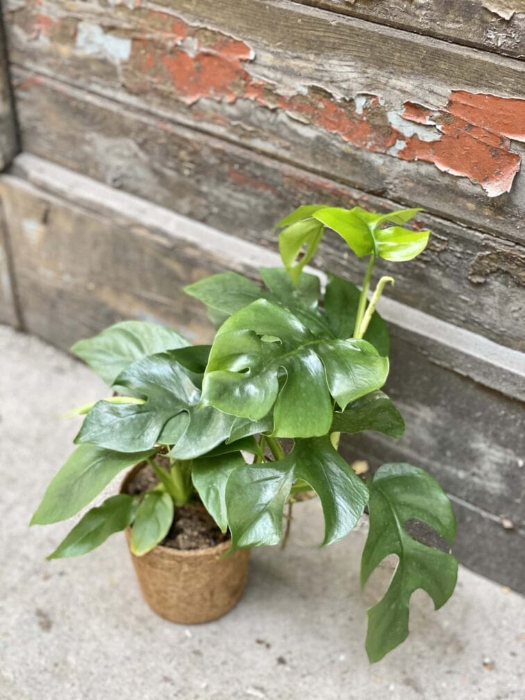 rhaphidophora-tetrasperma_11x40-0.jpg Zdjęcie rośliny Rhaphidophora Tetrasperma (Monstera Minima), ujęcie 1