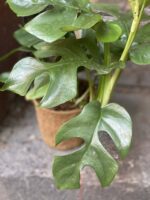 Zdjęcie rośliny Rhaphidophora Tetrasperma (Monstera Minima), ujęcie 2