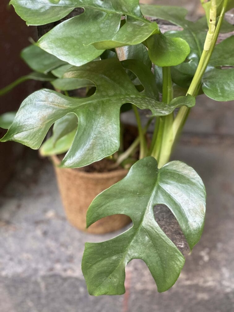 Zdjęcie rośliny Rhaphidophora Tetrasperma (Monstera Minima), ujęcie 2