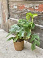 Zdjęcie rośliny Rhaphidophora Tetrasperma (Monstera Minima), ujęcie 3