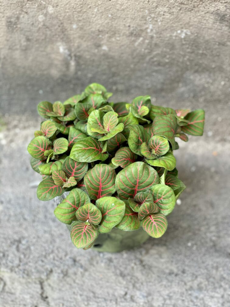 Zdjęcie rośliny Fittonia Fortissimo Bubble Red, ujęcie 2