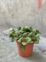 Zdjęcie rośliny Fittonia Fortissimo Bubble Red, ujęcie 3