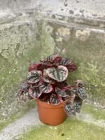 Zdjęcie rośliny Peperomia Caperata Abricos, ujęcie 2