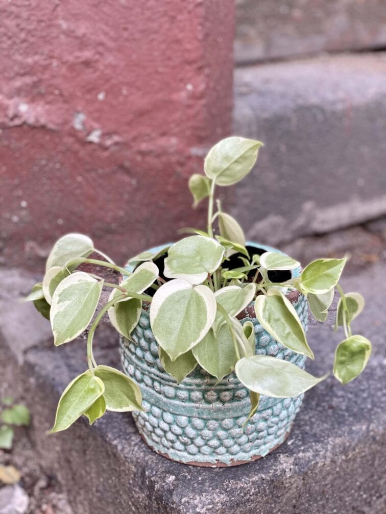 pepperomia-scandens-variegata_12x20-0.jpg Zdjęcie rośliny Pepperomia scandens Variegata, ujęcie 1
