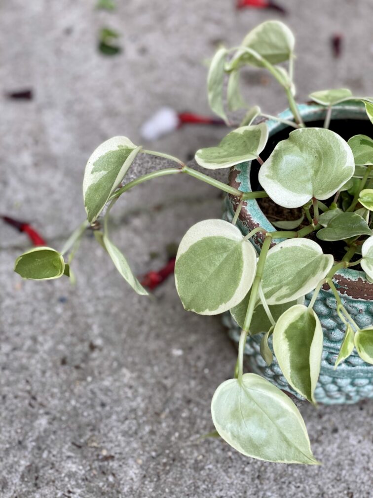 Zdjęcie rośliny Pepperomia scandens Variegata, ujęcie 2