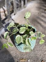 Zdjęcie rośliny Pepperomia scandens Variegata, ujęcie 3
