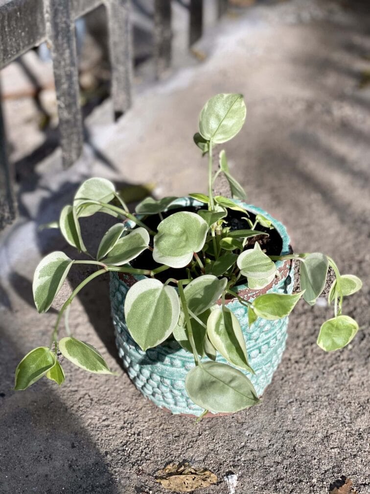 Zdjęcie rośliny Pepperomia scandens Variegata, ujęcie 3