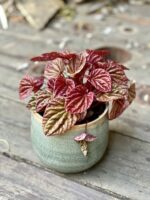 Zdjęcie rośliny Peperomia caperata Quito, ujęcie 1