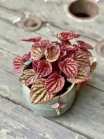 Zdjęcie rośliny Peperomia caperata Quito, ujęcie 2