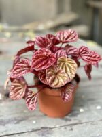 Zdjęcie rośliny Peperomia caperata Quito, ujęcie 3