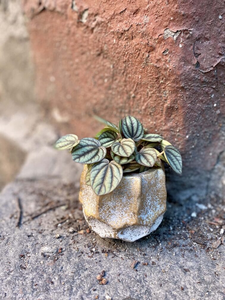 Zdjęcie doniczki lub oslonki: Osłonka Meteoryt 5x8 cm, ujęcie 2