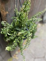 Zdjęcie rośliny Aeschynanthus japhrolepis Twister, ujęcie 2