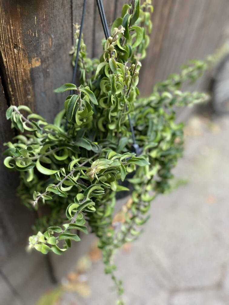 Zdjęcie rośliny Aeschynanthus japhrolepis Twister, ujęcie 2