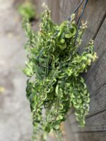 Zdjęcie rośliny Aeschynanthus japhrolepis Twister, ujęcie 3