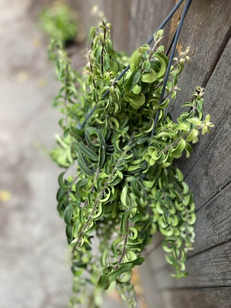 Zdjęcie rośliny Aeschynanthus japhrolepis Twister, ujęcie 3