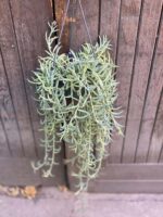Zdjęcie rośliny Senecio Radicans String of Bananas, ujęcie 1