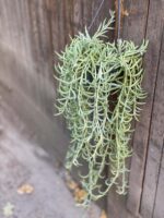 Zdjęcie rośliny Senecio Radicans String of Bananas, ujęcie 2