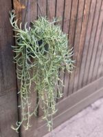 Zdjęcie rośliny Senecio Radicans String of Bananas, ujęcie 3