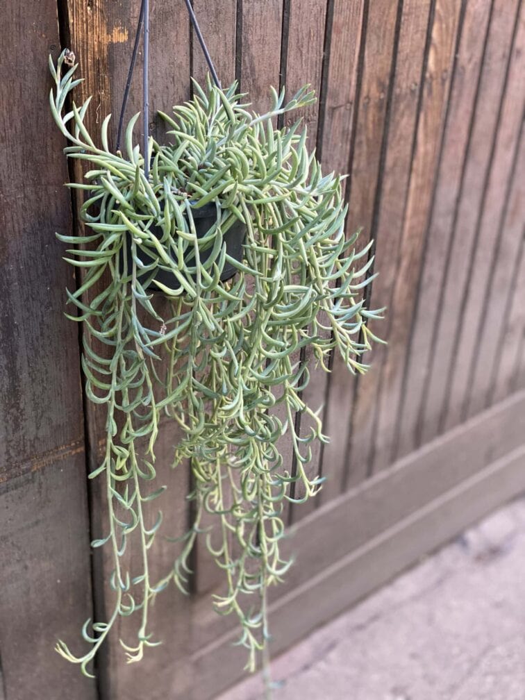 Zdjęcie rośliny Senecio Radicans String of Bananas, ujęcie 3