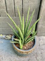 Zdjęcie rośliny Sansevieria Cylindrica Silver Nymph, ujęcie 1