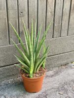 Zdjęcie rośliny Sansevieria Cylindrica Silver Nymph, ujęcie 2