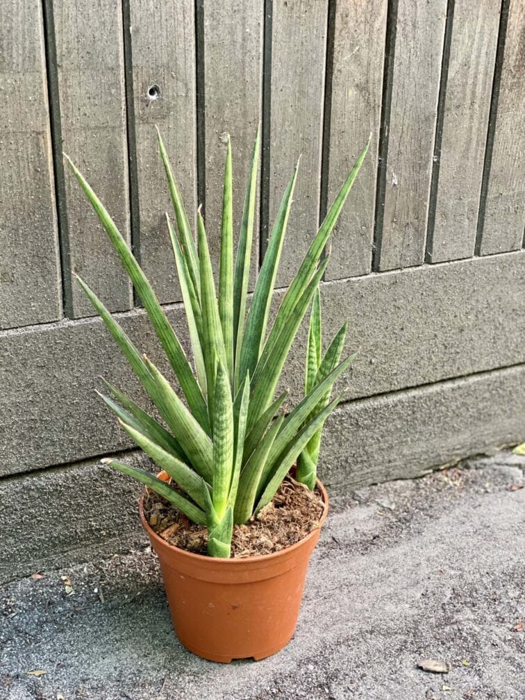 Zdjęcie rośliny Sansevieria Cylindrica Silver Nymph, ujęcie 2